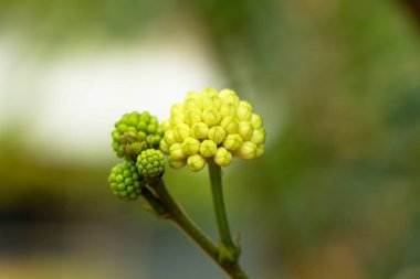 Beyaz renk Calliandra hematocephala ya da Fabaceae ailesinde pudra tomurcuğu tomurcukları, seçici odaklanma
