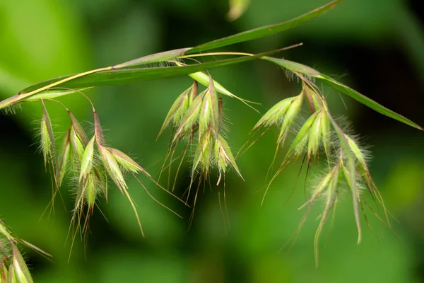 Bellissimi Fiori Erba Selvatica Ghati Occidentali Messa Fuoco Selettiva Foto Stock