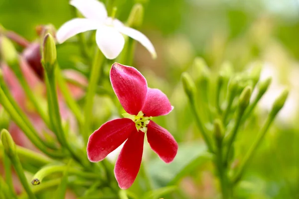 Flores Rojas Blancas Combretum Indicum Conocidas Como Enredadera Rangún Madreselva — Foto de Stock