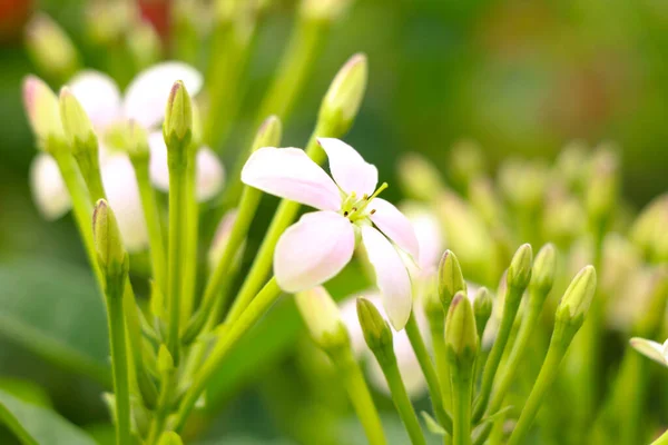 Κόκκινα Και Λευκά Άνθη Του Combretum Indicum Γνωστού Rangoon Creeper — Φωτογραφία Αρχείου