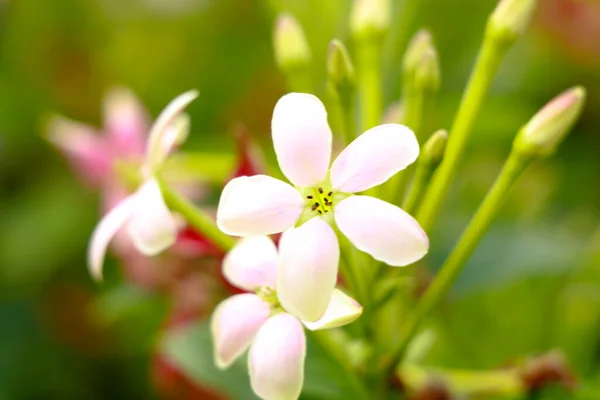 Flores Rojas Blancas Combretum Indicum Conocidas Como Enredadera Rangún Madreselva — Foto de Stock