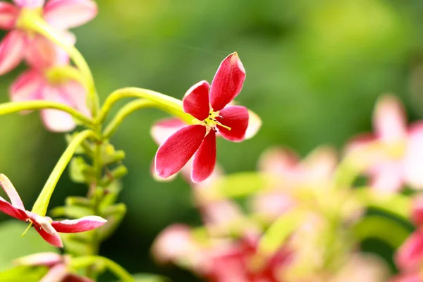 Combretum Indicum Vörös Fehér Virágai Más Néven Rangoon Creeper Vagy — Stock Fotó