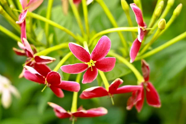 Combretum Indicum Vörös Fehér Virágai Más Néven Rangoon Creeper Vagy — Stock Fotó