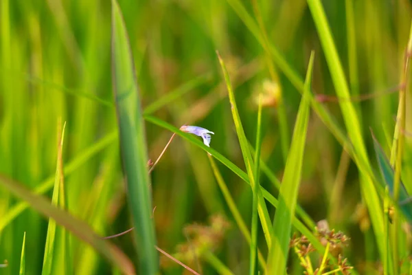 Çeltik Tarlasında Bir Bitkisinin Ince Beyaz Pembe Renkli Çiçeği Seçici — Stok fotoğraf
