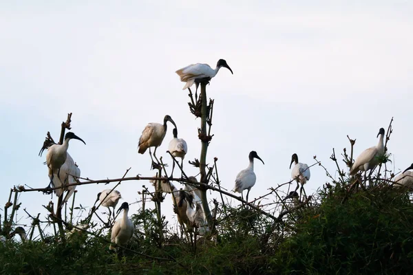 Černohlavý Ibis Nebo Indické Bílé Ibis Ptačí Svatyně Kottillam Wayanad — Stock fotografie