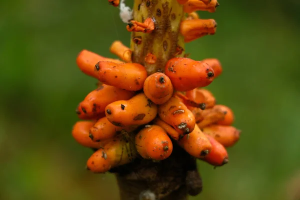 Fruta Cor Laranja Inhame Elefante Foco Seletivo — Fotografia de Stock