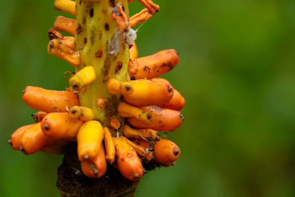 Fruta Cor Laranja Inhame Elefante Foco Seletivo — Fotografia de Stock