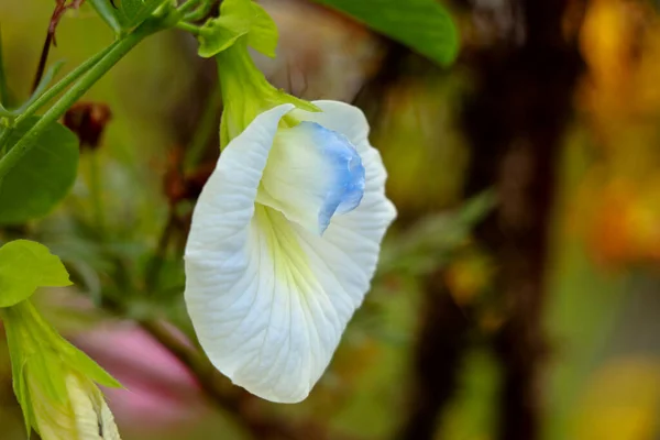 Biały Kolor Gołębie Azjatyckie Skrzydełka Lub Kwiat Clitoria Ternatea Roślina — Zdjęcie stockowe