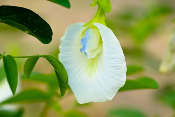 Biały Kolor Gołębie Azjatyckie Skrzydełka Lub Kwiat Clitoria Ternatea Roślina — Zdjęcie stockowe