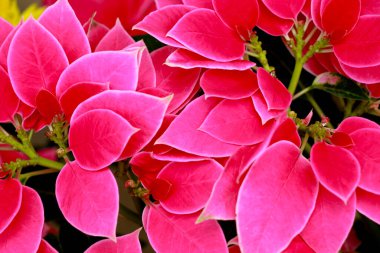 Noktalı yıldız yaprakları veya Euphorbia pulcherrima bitkileri, yaygın olarak Noel yıldızı bitkisi olarak bilinir.