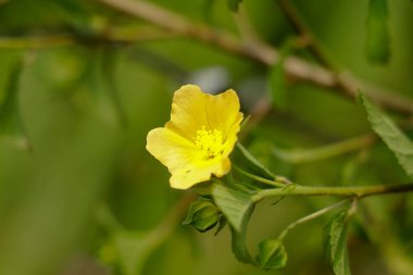Light yellow color flower of flannel weed or Sida cordifolia, perennial sub shrub clipart