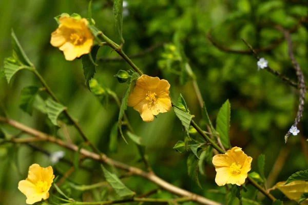 Light yellow color flower of flannel weed or Sida cordifolia, perennial sub shrub