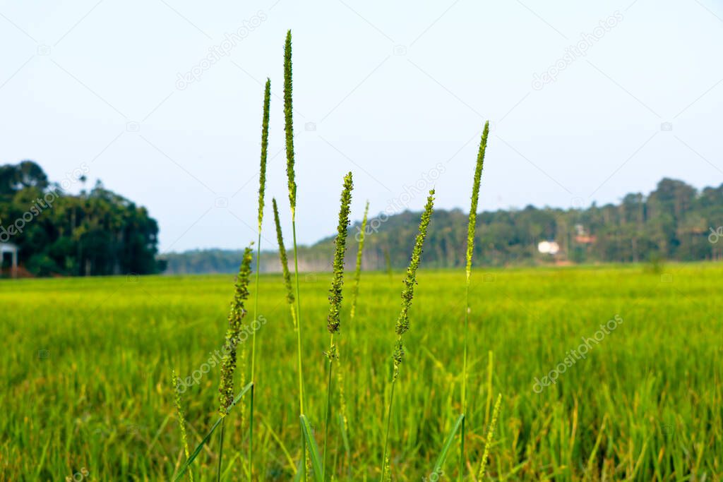 Weed grass seeds in the paddy field, selective focus