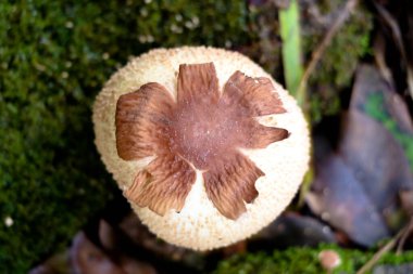 Zehirli mantar tomurcukları yerde, seçici odaklanma