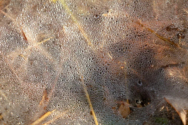 蜘蛛网在地面上的雾气和阳光下 选择性聚焦 — 图库照片