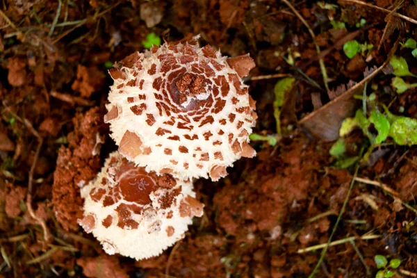 Brotes Venenosos Hongos Suelo Enfoque Selectivo — Foto de Stock