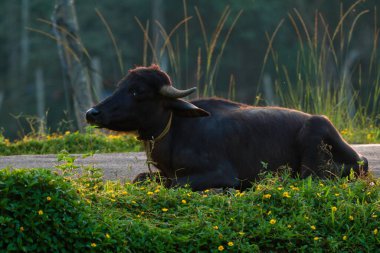 Yol kenarında dinlenen bufalo, siluet ışığı