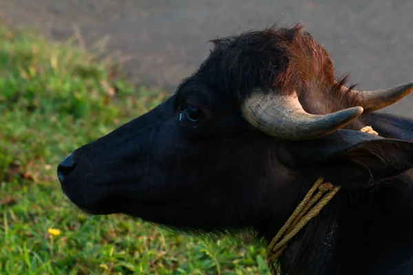 Buffalo Descansando Lado Estrada Luz Silhueta — Fotografia de Stock