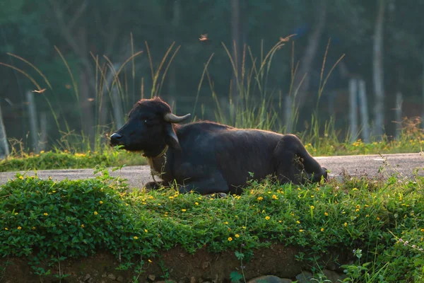 Buffalo Descansando Lado Estrada Luz Silhueta — Fotografia de Stock