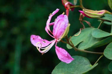 Pembe renk Bauhinia acuminate veya orkide ağacı çiçeği, seçici odak