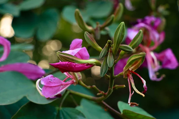 Color Rosa Bauhinia Acuminado Flor Árbol Orquídea Enfoque Selectivo —  Fotos de Stock