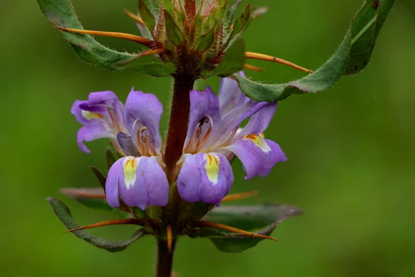 Luz Cor Rosa Pântano Barbel Hygrophila Auriculata Flor Planta Herbal — Fotografia de Stock