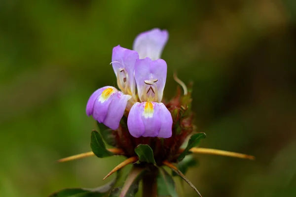 Luz Cor Rosa Pântano Barbel Hygrophila Auriculata Flor Planta Herbal — Fotografia de Stock