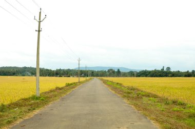 Bir çeltik tarlasından geçen köy yolu hasat etmeye hazır, Kerala.