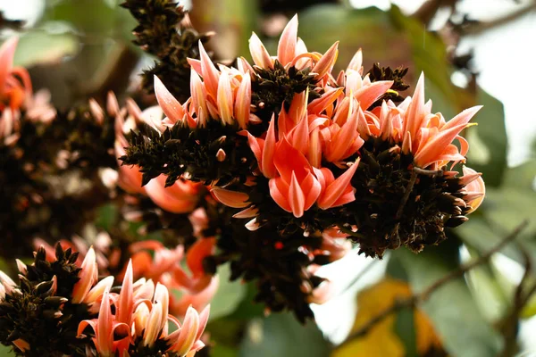 Flores Chama Floresta Árvore Butea Frondosa Foco Seletivo — Fotografia de Stock