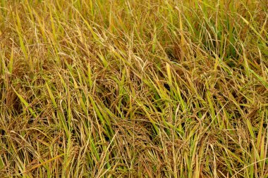 Çeltik tarlasını yakın çekim arka plan olarak hasat etmeye hazır, seçici odaklanma