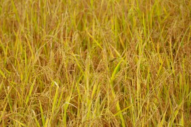 Çeltik tarlasını yakın çekim arka plan olarak hasat etmeye hazır, seçici odaklanma