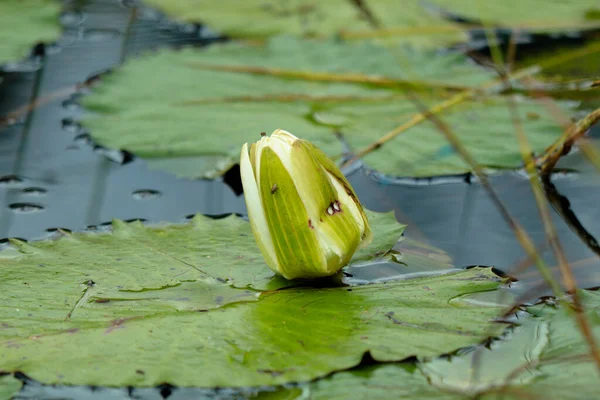 Nymphaeaceae Dans Étang Foyer Sélectif — Photo