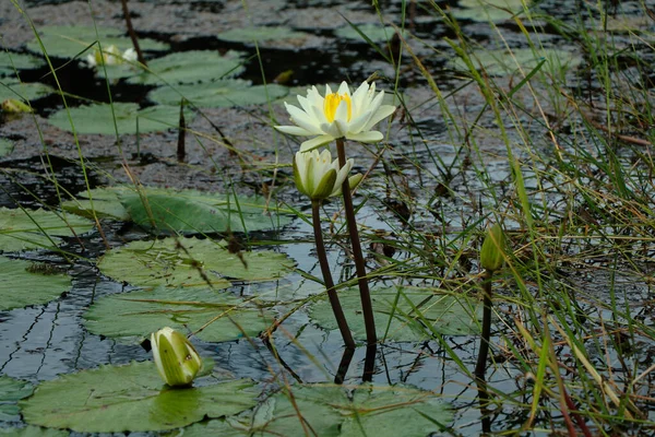 Nymphaeaceae Dans Étang Foyer Sélectif — Photo