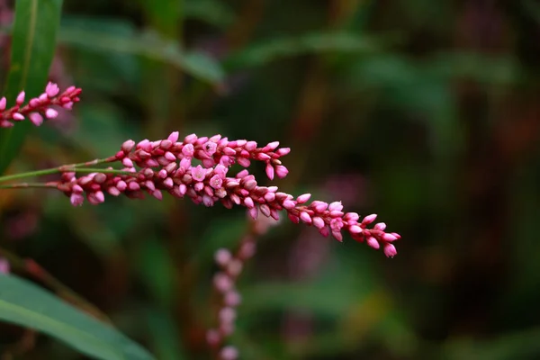 Blume Der Daumenpflanze Der Dame Buchweizenfamilie — Stockfoto