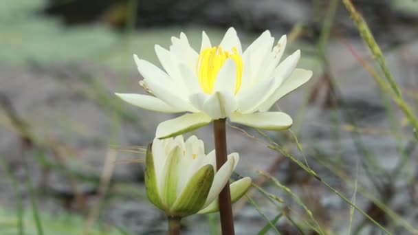 Beyaz Renkli Nilüfer Göletteki Nilüfer Çiçeği — Stok video