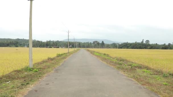 Uma Estrada Aldeia Através Campo Arroz Pronto Para Colheita Kerala — Vídeo de Stock