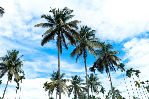 Top Coconut Trees Blue Sky Low Angle Shot — Stock Photo, Image