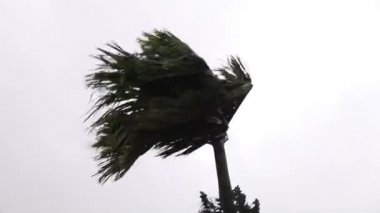 Güçlü muson rüzgârında hindistan cevizi ağacı, Wayanad, Kerala 'da doğal afet, çevre sesleri