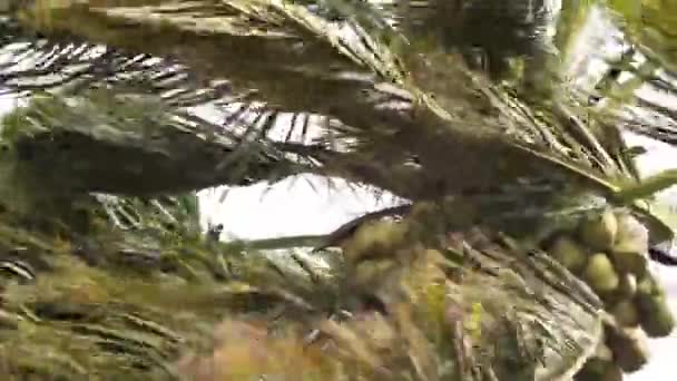 Areca Nussbaum Bei Starkem Monsunwind Naturkatastrophe Wayanad Kerala Mit Umgebungsgeräuschen — Stockvideo