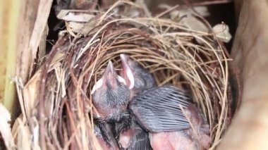 Yuvada dinlenen kırmızı bıyıklı bülbül yuvaları, yoldan geçen kuşlar