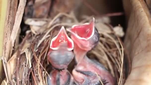 Ninhos Bulbul Vermelho Whiskered Chorando Por Comida Ninho Pássaros Passeriformes — Vídeo de Stock