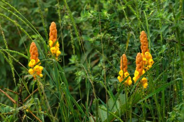 Mum çiçeği ya da senna senna alata, tıbbi ağaç.