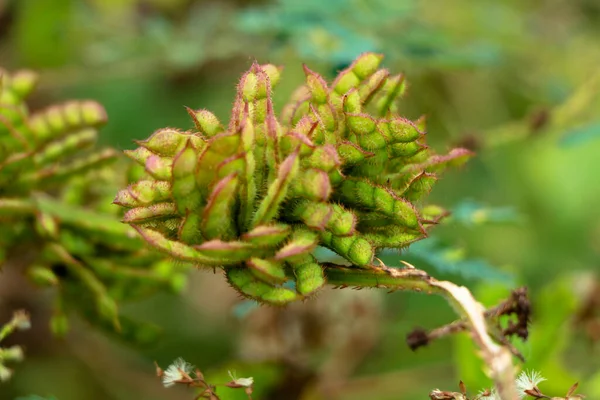 Seeds of giant sensitive plant or Mimosa diplotricha, invasive plant