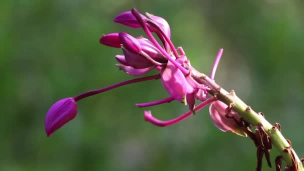薄桃色の蘭の花はかゆみのある虫に食べられます — ストック動画