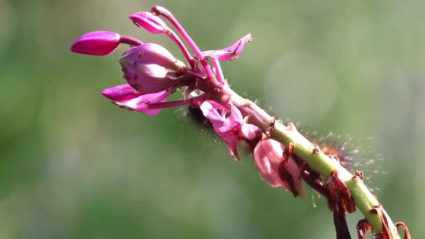 薄桃色の蘭の花はかゆみのある虫に食べられます — ストック動画