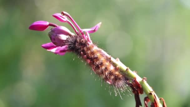 薄桃色の蘭の花はかゆみのある虫に食べられます — ストック動画