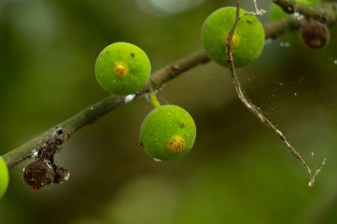 Kum kağıdı ağacının ham meyveleri ya da Ficus çileden çıkarıcı, seçici odaklanma