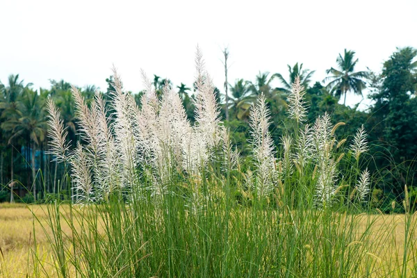 인도에서 자생하는 사탕수수나 자작나무의 꽃처럼 — 스톡 사진