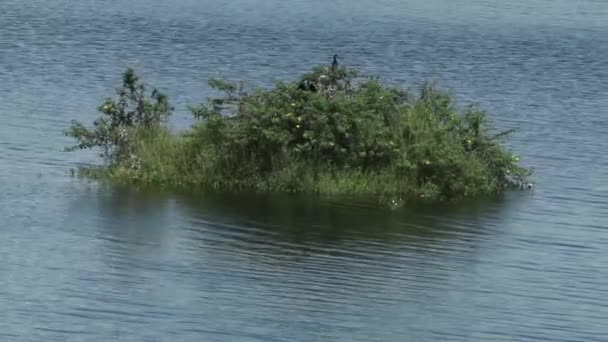 Mała Wyspa Utworzona Zbiorniku Zaporowym Karappuzha Dam Wayanad Kerala Mały — Wideo stockowe
