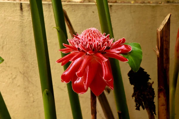 Kwiat Palnika Imbir Lub Etlingera Elatior Roślina Zielna — Zdjęcie stockowe